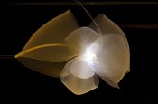 Mook_lights_530