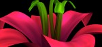 helloflower_330